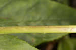 Longsepal beardtongue